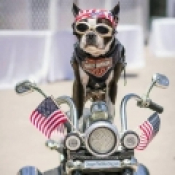 Chopper the Biker Dog